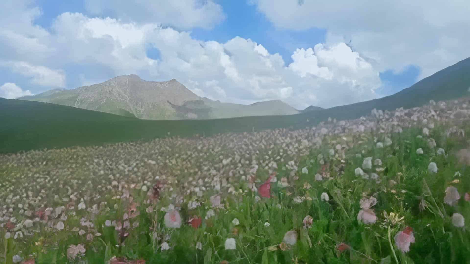 A film still from Next Life shows presumably a painting of a field filled with wildflowers under a partially cloudy blue sky. Behind the field are mountains.