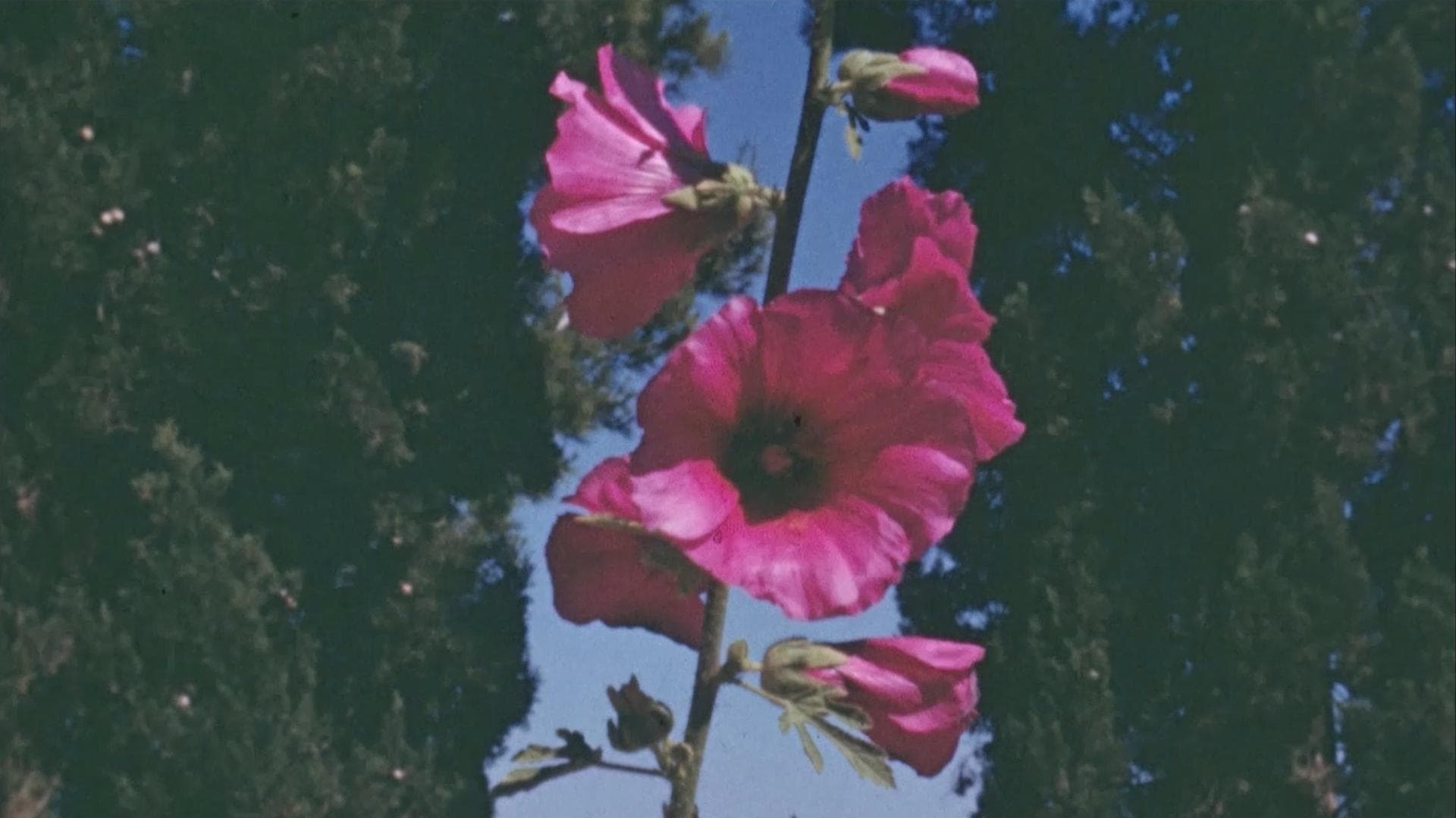 A film still from The Flowers Stand Silently, Witnessing shows a hand holding up a stem sprouting magenta flowers. The flowers are framed within a gap between trees, revealing a clear blue sky in the background.