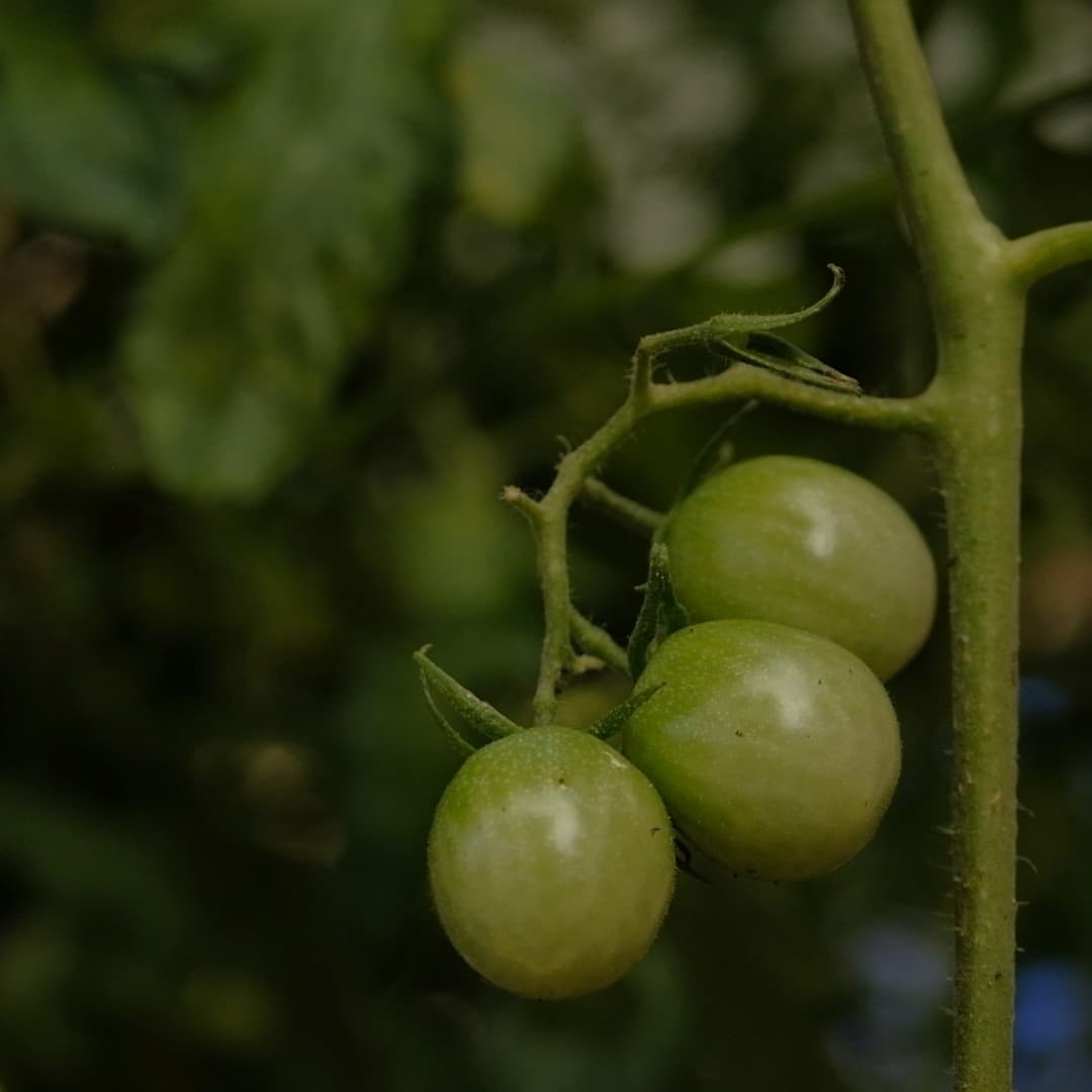 A close-up photo of a green tomato plant. There are three small round green tomatoes on the stem of the plant.